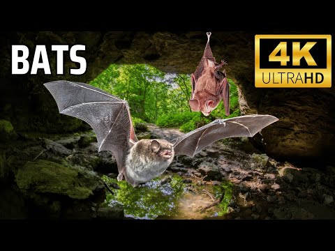 What You Never Knew About Urban Bats and Their Secret Life?