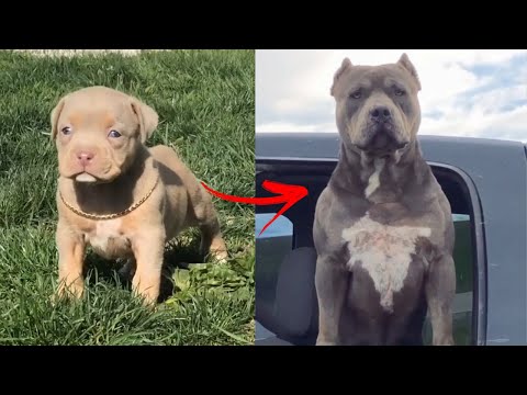 😎I'm a Big Kid Now Cute Baby Animals to Adult 😎 Dogs Glow Up Compilation 2