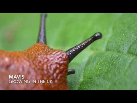 Mavis talks about growing in the UK