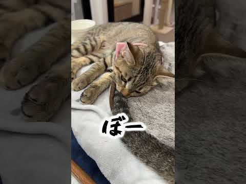 ポポちゃんの日常③。#保護猫