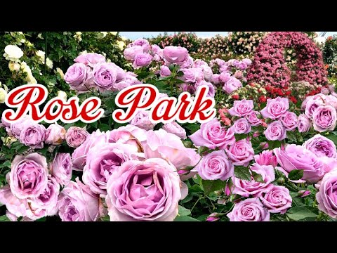 バラ公園 Rose Park in Japan , beautiful rose park, rose garden,
beautiful rose park in Japan 2021