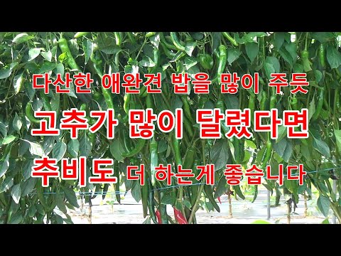 [24년 텃밭 고추관리 3부]고추가 많이 달렸다면 지금쯤 추비도 더 많이 해주어야 합니다