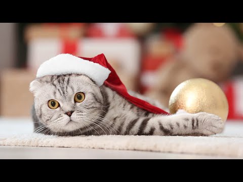 Relaxing Christmas Carol Music 2025 with Cats🎁 Quiet and Comfortable Instrumental Music for Cats