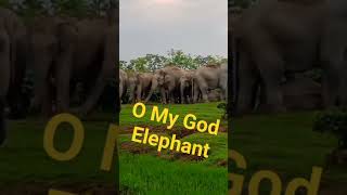 Elephant #hathikavideo #shortsreelsvideos #shortsvideo  #elephants #shortyoutubevideo