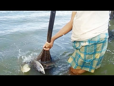 বন্যায় জাল দিয়ে মাছ শিকার চলছে | Hunting Fishing Videos | Amazing Fishing Video In Bangladesh