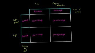 Autotrophs vs Heterotrophs and Chemotrophs vs Phototrophs Introduction Biology Metabolism MCAT