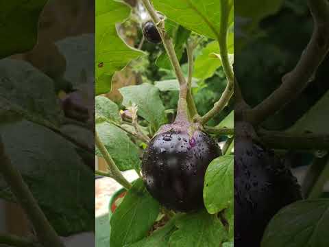 💥கத்திரிக்காய் கத்திரிக்காய் குண்டு கத்திரிக்காய்🎃 #shorts #garden #shortsfeed