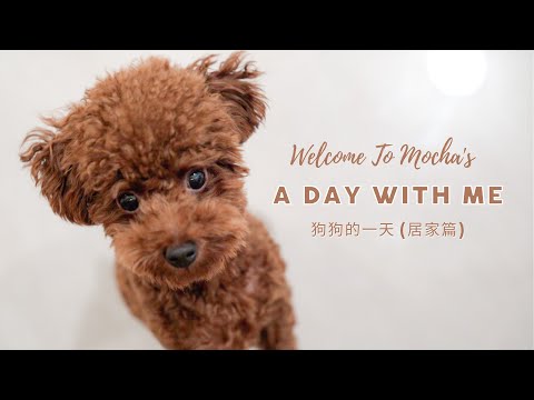 Dog vlog: A day with me🐻  | Staying in Cozy | Funny puppy