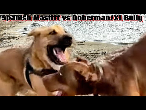 🏝️Playa d’en Bossa: Ibiza, Spain | Mastín Español vs Doberman/XL Bully #Ibiza2024 #ChicanoInParadise