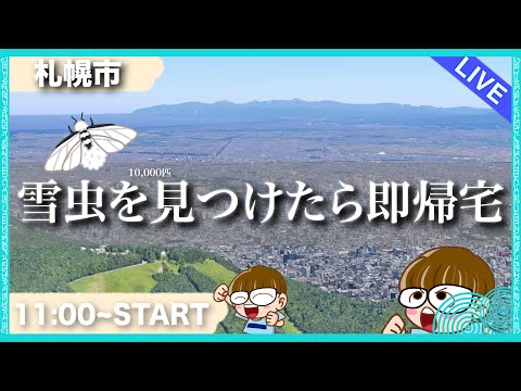 【生配信】雪虫がもう飛んでるって？いやいや嘘言っちゃいけないよ。俺が確かめるわ！10000匹見つけるまでな！　 #北海道 #生配信 #LIVE