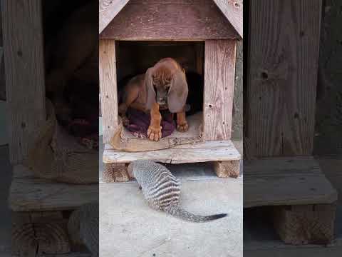 Standoff of the year between a Puppy and a Mongoose! 😍😂 #puppy #funnyanimals #cuteanimals #farmlife