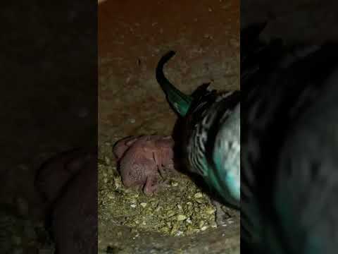 Budgie bird egg hatching Chicks Growth Day 10 #Viral #Shorts