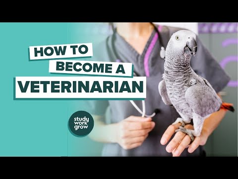 How to become a Veterinarian