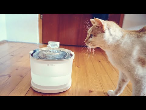 Best Cat Water Fountain 2024? Elfin fountain Unboxing I Review I Test