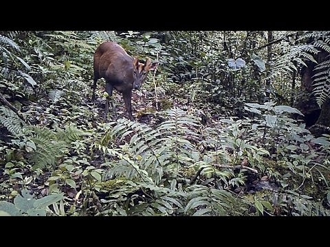 #FromTheField Sumatran mountain muntjac