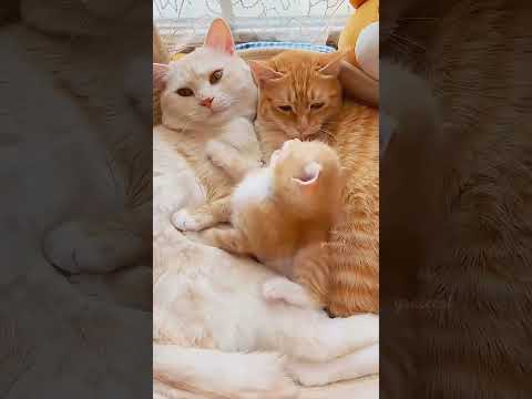 幸せで円満な子猫家族A happy and harmonious cat’s family#茶トラメス猫家族暮らし瞬間動画#cute funny kitten family happy time