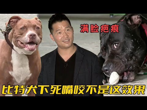 比特犬性格憨厚老實，兩個月前卻突然發狂共計同類，訓犬師說都是誤會