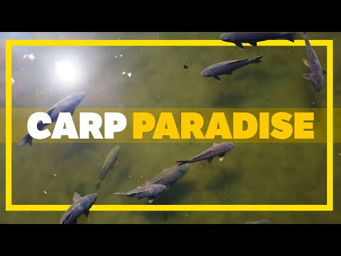 Searching for Monster Wild Carp - Canadian Carp Fishing