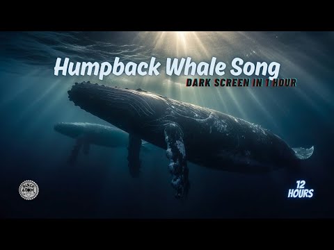 🌊 Deep Ocean Serenity ⨀ Underwater Ambience with Humpback Whale Song for Sleep and Relaxation