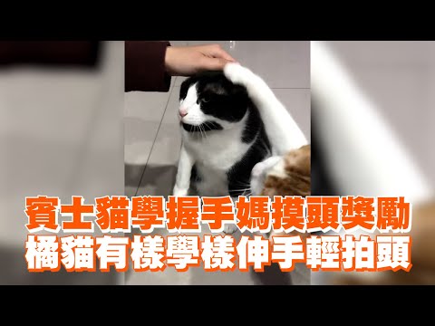 賓士貓學握手媽摸頭獎勵　橘貓有樣學樣伸手輕拍頭｜寵物動物｜搞笑｜情緒價值