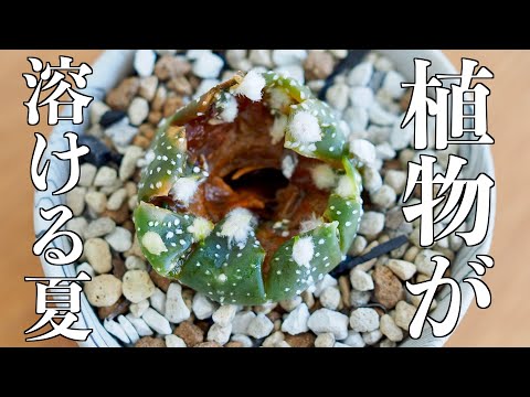 【暑さで溶ける植物】サボテン｜絶好調のアロイド｜アロカシア高湿vs常湿【近況報告】