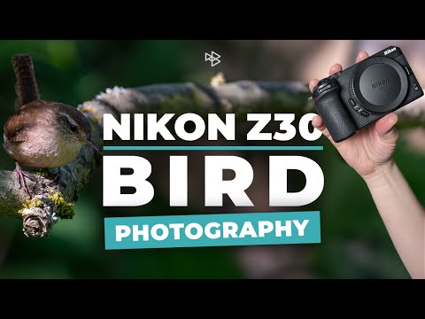 I Used a Nikon Z30 for Bird Photography! Here's What Happened