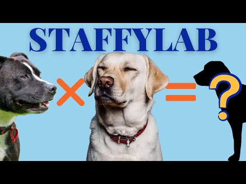 STAFFYLAB: A Super Cute Staffy x Labrador Mix Breed