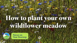 How to plant a wildflower meadow | RSPB Nature on Your Doorstep