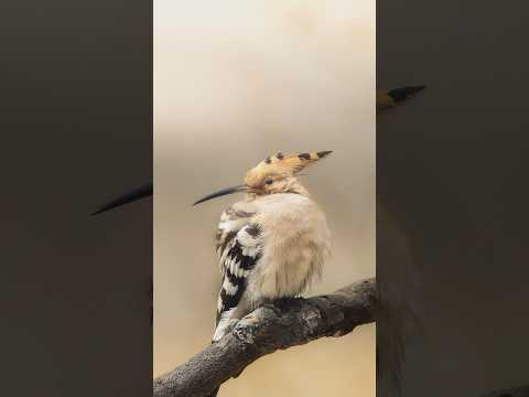 Which Hoopoe photo steals the spotlight: photo 1 or 2?