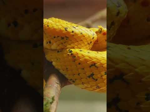 Bush Viper: The Colorful Predator #BushViper #VenomousSnakes #WildlifeInAfrica