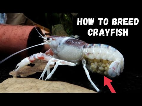 Crayfish Breeding 101: A Beginner's Guide