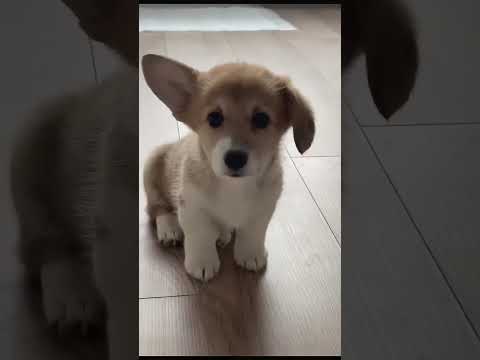 So cute #shortvideo #cute #cutedog #dog #pets