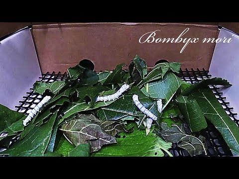 Silkworm growing Time lapse｜누에의 생장 타임랩스｜Silkworm eating leaves｜뽕잎 먹는 누에의 모습｜Silkworm Time lapse #1