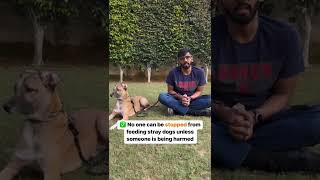 Feeding rights of stray dogs in India | Community dogs | Dog feeding | Stray dog care | Indie Dogs