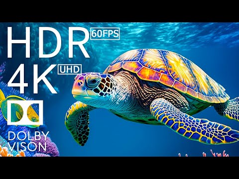 4K HDR 120fps Dolby Vision with Animal Sounds (Colorfully Dynamic) #77