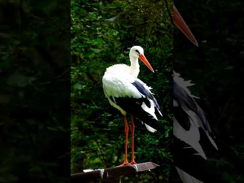 Beautiful white stork bird#crane#shorts#viral#naturevideography #status#nature