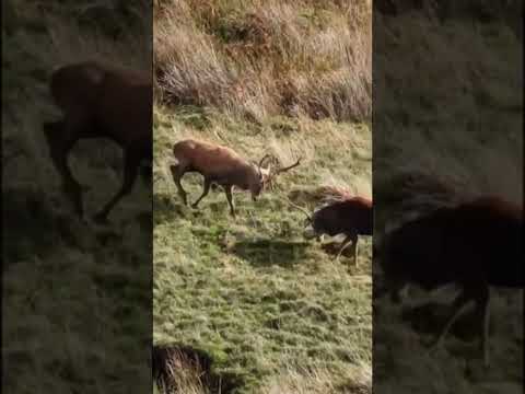 RED DEER BATTLE   #short  #shorts  #shortsvideo   #shortvideo  #reddeer