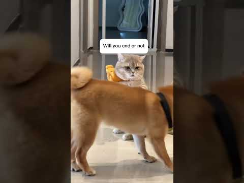 Playful dog and funny cat#shorts #viralvideo