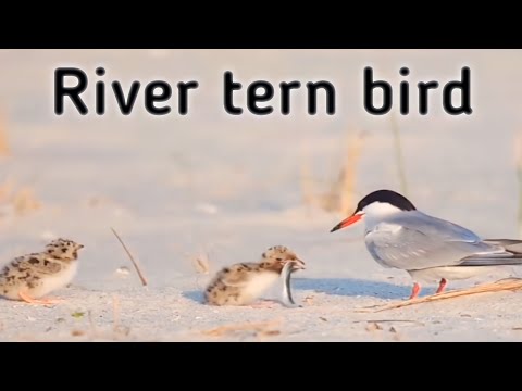 river tern|seabirds|documentary