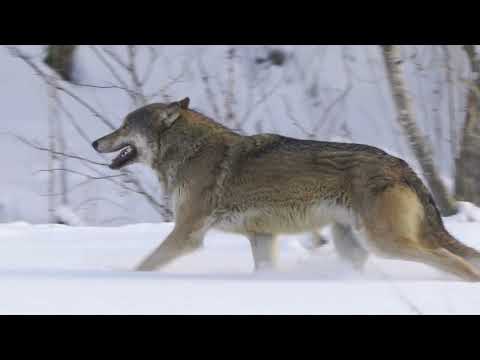 Animals of the Temperate Forest Biome Bears, Deer, Fox, Hawk, Owl...