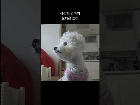 강아지 카메라 테스트 오디션📸 #shorts #bichon #dog #puppy #강아지브이로그 #가족 #강아지 #댕댕이일상 #쇼츠 #개아들