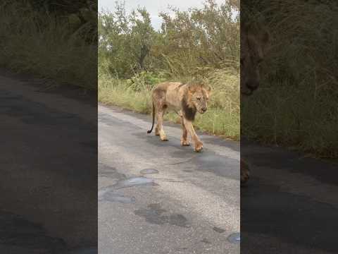 The Time To Surrender of Lion King || #nature #wildlife #trending #viralshorts #ytshorts #shorts