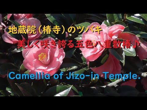 地蔵院（椿寺）のツバキ2020、見頃で美しく咲く五色八重散椿【Camellia of Jizo-in Temple of Kyoto.】