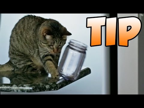 How To Stop Your Cat From Knocking Things Off Your Counter