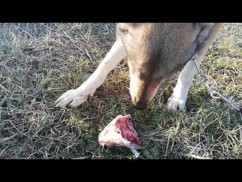 Czechoslovakian Wolfdog "Vanya Lupi del Montale" Eat Common Carp's Head