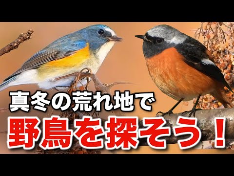 野鳥は○○○が大好物...青いルリビタキも発見！