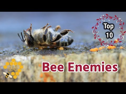 Top 10 Bee Enemies (part 2)