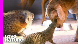 Mongoose And Sheep Have The Perfect Friendship | Oddest Animal Friendships | Love Nature