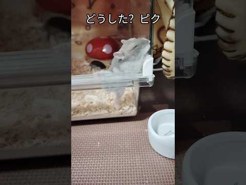 どうした？ハムスター（ピク）#hamsters #ハムスター #どうした#ジャンガリアンハムスター #cute #可愛い #癒し