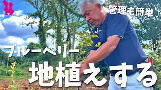 【管理が楽】ブルーベリーを地植えする方法をプロ農家が教えます